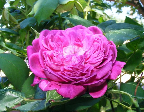 Reine des Violettes photo rdv2013_07140029_zps8ff458bf.jpg